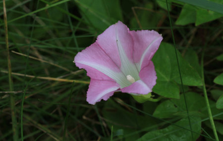 Field bindweed flower late summer early morning lightの写真素材