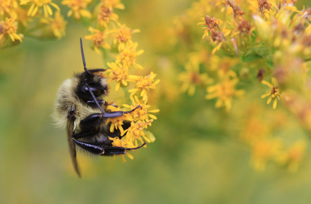 Carpenter bee resting on golden rod flower late summer early morning lightの写真素材