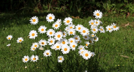 Ox eyed daisy flower bunch in spring early morning lightの写真素材