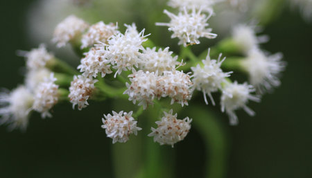 Yarrow Flower late summer early morning lightの写真素材