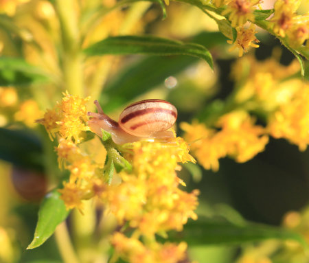 White tailed Snail on golden rod flower in early morning in late summerの写真素材