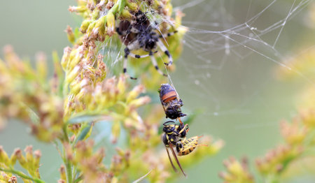 Common yellowjacket stealing prey from Orb weaver spider webの写真素材