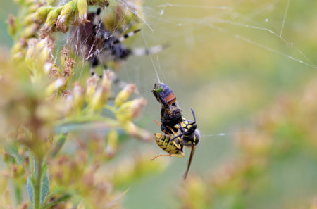 Common yellowjacket stealing prey from Orb weaver spider webの写真素材