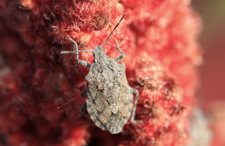 Brown marmorated stink bug on Sumas flower early fall in early morning lightの写真素材