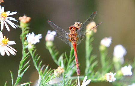 red veined darter dragonfly on fleabane warming in morning sun mid fallの写真素材