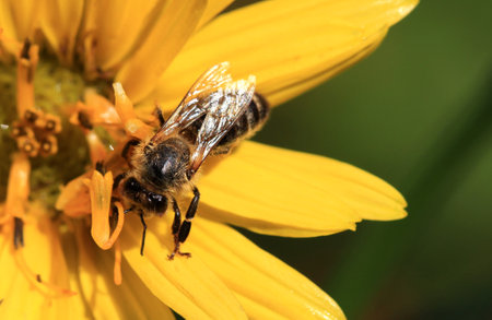 Honey bee on sunflower colleting nectarの写真素材