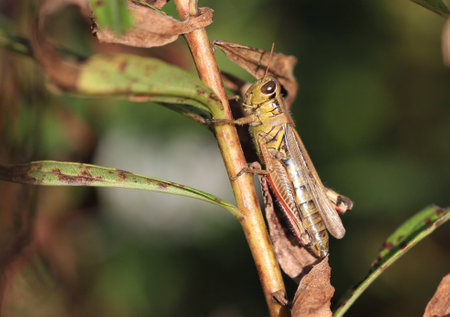 red legged grasshopper warming in morning sun mid fallの写真素材