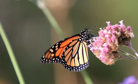 Monarch butterfly feeding on butterfly bush in early October for long trip southの写真素材