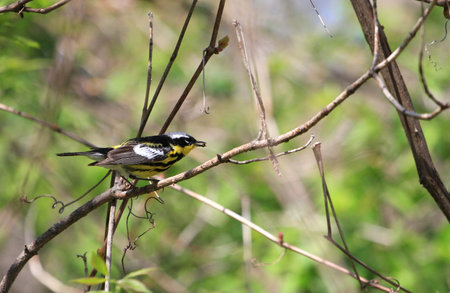 Magnolia Warbler perched on branchの写真素材