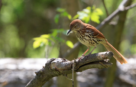 Brown Thrasher perched on dead tree branchの写真素材