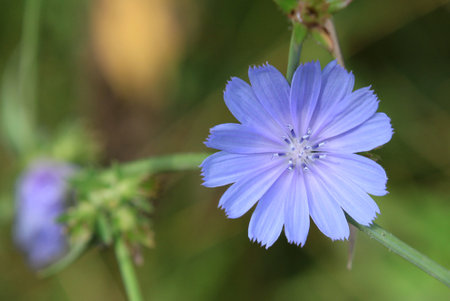 Chicory flower in morning early springの写真素材