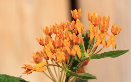 Close-up of orange wildflowers (Ixora coccinea)の写真素材