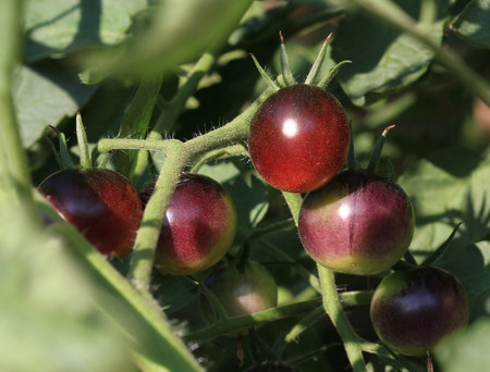 Tomatoes ripen on a branch in the garden. Close upの写真素材