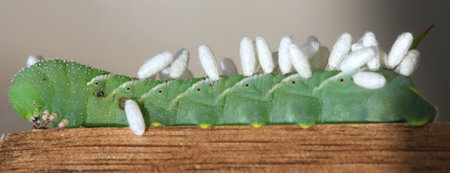 Caterpillar of the butterfly larvaの写真素材
