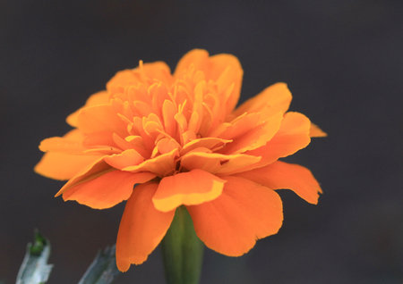 Orange marigold flower on black background, closeup of photoの写真素材