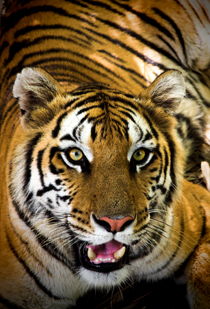 Indian tiger staring at it's pray.