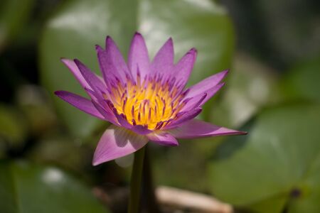 purple lotus with blur leafの写真素材