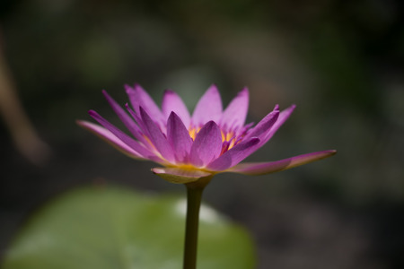 purple lotus side viewの写真素材