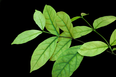 Isolated pale leavesの写真素材