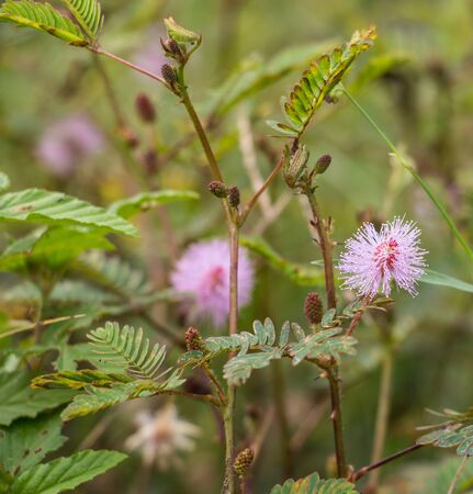 Beautiful blooming pink flower of sensitive plant mimozaの写真素材