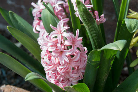 Jacinto Flowerの写真素材