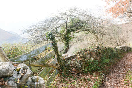 Road to autumnの写真素材