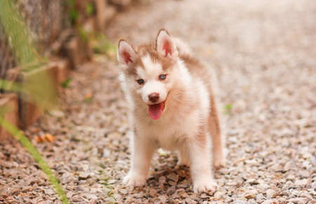 siberian huskyの写真素材