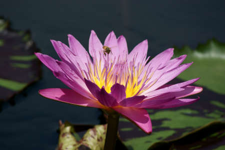 flowerの写真素材