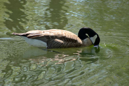 gooseの写真素材