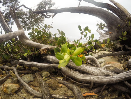 Tree root on the beach in La Palma, Canary Islands, Spainの写真素材
