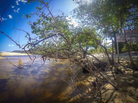 Mangrove trees on the beach of Koh Lanta, Thailandの写真素材