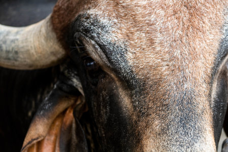 Closeup of buffalo eye, Brazil. (Bos taurus)の写真素材
