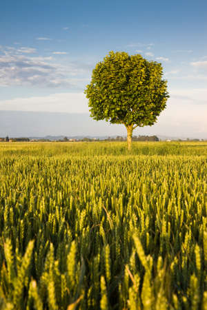 Young plane tree in a wheat fieldの写真素材