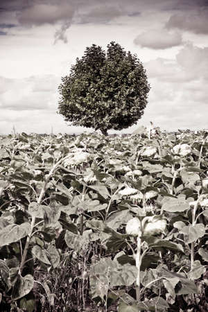 Isolated tree in a sunflowers field before a rainstormの写真素材
