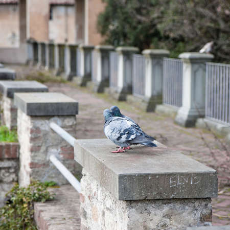 Love bird - two lovely white doves kissingの写真素材