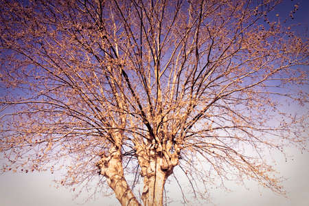 Detail of plane tree - toned imageの写真素材