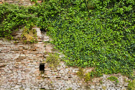 Old brick wall covered in ivyの写真素材