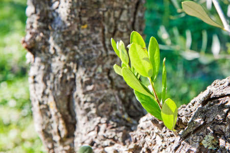 Olive tree bark with sprout (Tuscany - Italy)の写真素材