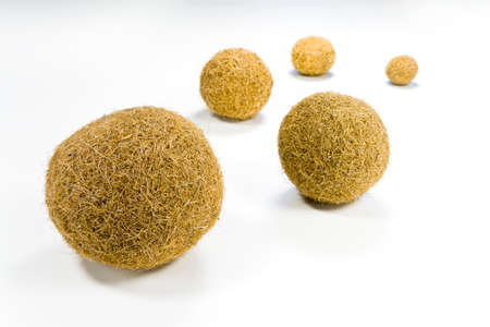 Detail of the plant "oceanic Posidonia" - concept imageの写真素材