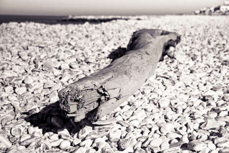 Wooden trunk abandoned on a white stones beach - Italy - toned imageの写真素材
