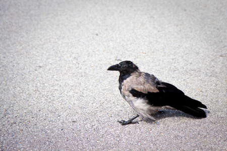Fine example of a raven isolated on asphalt with copy sapceの写真素材
