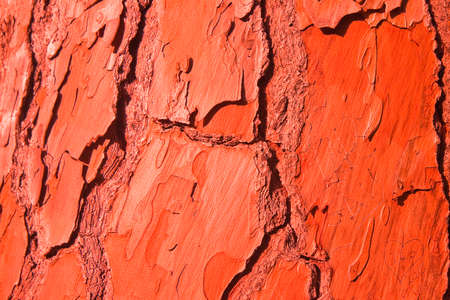 Pine bark abstract - Pine bark painted in redの写真素材