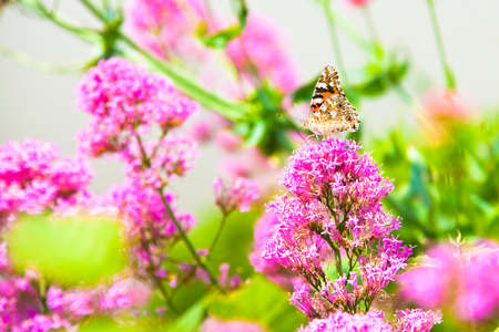Butterfly machaon gently resting on a pink flower
