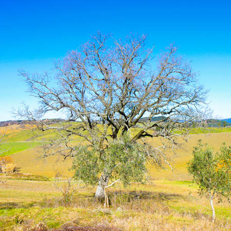 Isolated tree in a Tuscany countryside (Italy)の写真素材