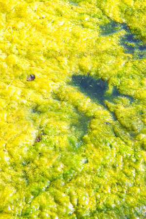 Stagnant water background with algae emerging on surfaceの写真素材