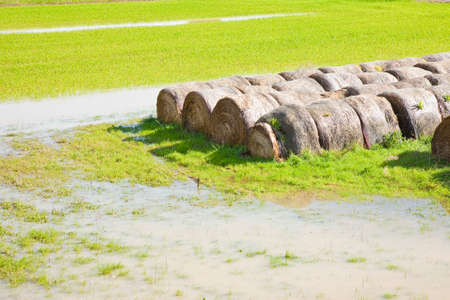 Flooded fields with wet hay bales after torrential rainの写真素材