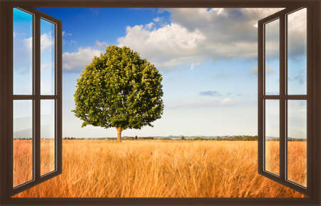 Isolated tree in a tuscany wheatfield view from the window - concept image with copy space