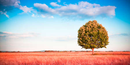 Isolated tree in a tuscany wheatfield - (Tuscany - Italy) - toned imageの写真素材