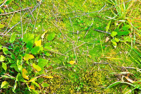 Musk background seen from aboveの写真素材