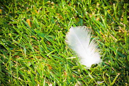 White feather on green meadow - image with copy spaceの写真素材